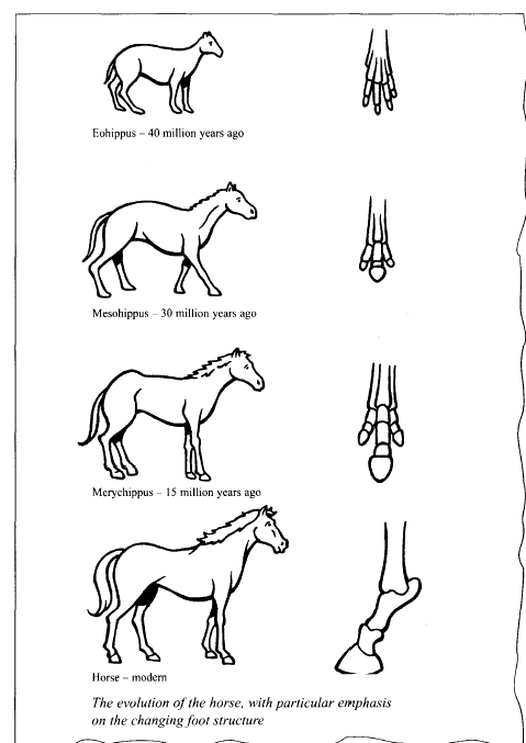 Equine learning essay picture